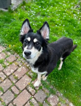 Husky-Schäferhund Dame - Eisenach