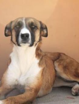 Ghana, ängstliche Maus - Kettershausen