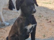 Lilly und ihre Welpen suchen ein Zuhause - Angern