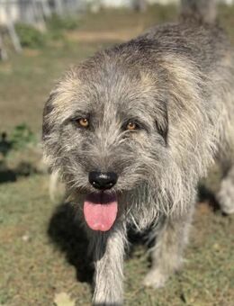 Wuschelprinz Zappo sucht sein glück - Celle