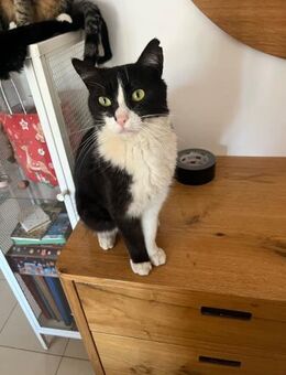 Felix aus dem Tierschutz - Grevenbroich