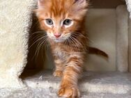 Traumhafte Maine Coon Kitten/ Elterntiere vor Ort - Essen