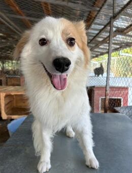 TONI -menschenbezogene Kletterkünstlerin - Korschenbroich