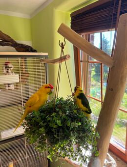 Ziegensittiche - Schwaan