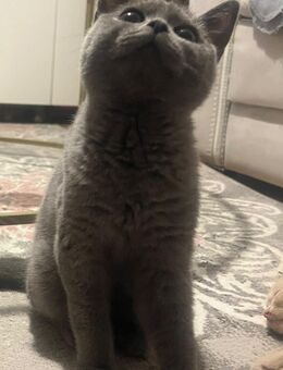 Bkh kitten ♥️ - Garbsen