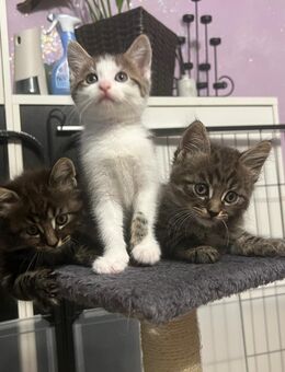Norweger-mix Kitten. - Mönchengladbach