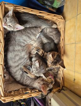 4 junge Katzenbabys suchen ein Zuhause - Dieburg