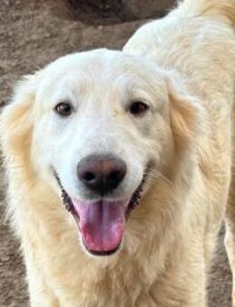 BELFAM - an der Tankstelle ausgesetzt - Regensburg