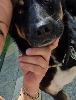 Jerry ist mein Name warte in PLZ 69509 - Overath
