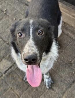 CHAPLIN ~ richtig lieber toller Junghund - Duisburg