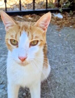 Freundlicher, junger Kater Mäx - Karlsruhe