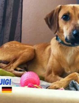 Luigi - aufgeweckt und freundlich - Heppenheim (Bergstraße)