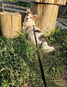 Rio; im Karton ausgesetzt - Geilenkirchen