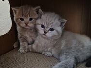 Britisch Kurzhaar Kitten Katzenbabys - Hirschbach