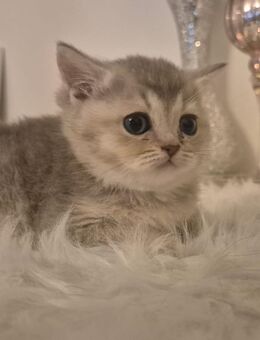 BKH Kitten in der Farbe silber Gray und black golden ticked - Herne Wanne
