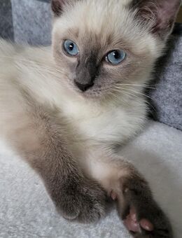 Siam Katze Siam kitten - Könnern Beesenlaublingen
