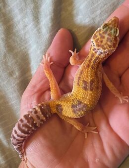 Leopardgecko Nachzuchten Weiblich abzugeben Tremper, Eclipse , MS - Kiel