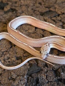 Granite Tessera Motley Pied - Schwelm