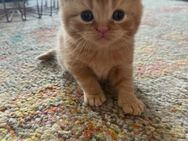 Reinrassige BKH-Kitten suchen ein liebevolles Zuhause - Köln