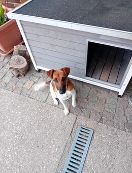 Foxterrier 1 jahr alt - Trossin