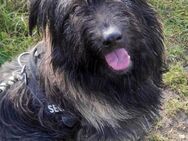 Wuscheliger Grey sucht seine Familie - Dittelbrunn