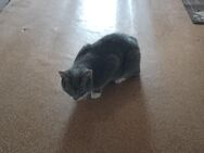 Suchen für die Lucy ein neues zuhause. - Roßleben