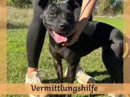 Menschenbezogene DINA sucht Zuhause❤️ - Saarbrücken
