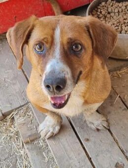 🆘 NOTFALL 💞Tapferer Mini Pook🆘 - Eislingen (Fils)