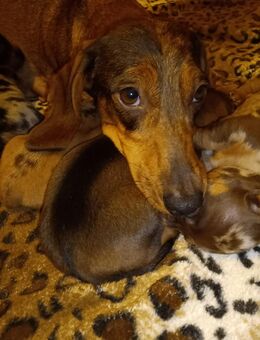 Zwergdackel Welpen - Bocholt Zentrum