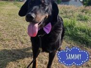 Sammy ein liebenswerter braver Rüde - Flörsheim-Dalsheim