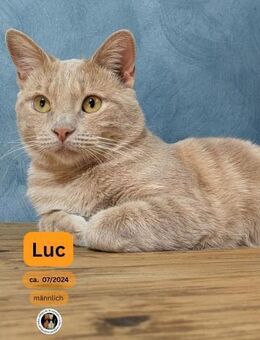 LUC, m., kastr., EHK, geb. 07/2024 - Sipplingen