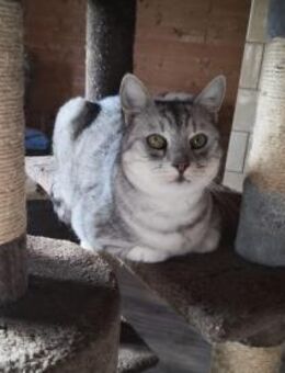 Sanfte Saba sucht ihr Zuhause - Walluf