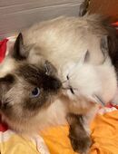 2 Katze zusammen*Mutter+Tochter* in 52062