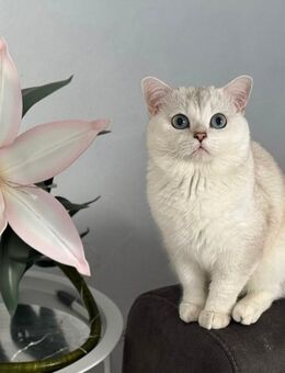 Luntik – erfahrener weißer Deckkater mit zauberhaftem Charakter - Gütersloh