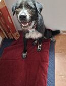 Labrador Akita in 93176