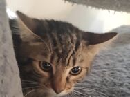 Katzenbabys Bengal/Hauskatzen Mix - Roßtal