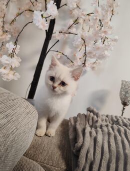 Traumhafte Bkh Silver Shaded Kitten suchen ein liebevolles Zuhause 🐾 - Vechta