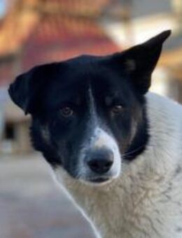 Ex-Kettenhund,Collin, sucht unbeschwerte - München