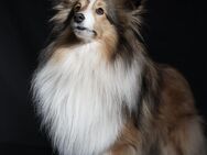 Sheltie Deckrüde - Edewecht