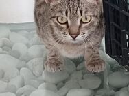 Lieber FIV positiver Bobo sucht seine Fa - Margetshöchheim