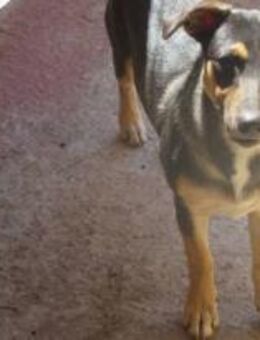 Gratia - ist eine charmante Hündin 🐾 - Elsdorf (Nordrhein-Westfalen)