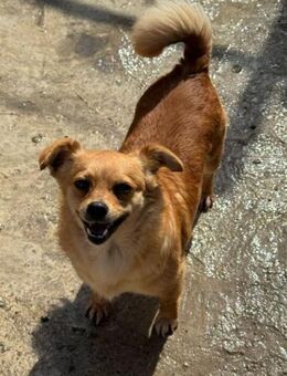Luna bleibt alleine zurück - Dreikirchen