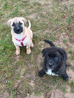 Mischlingswelpen suchen ein Zuhause - Pohlheim Zentrum