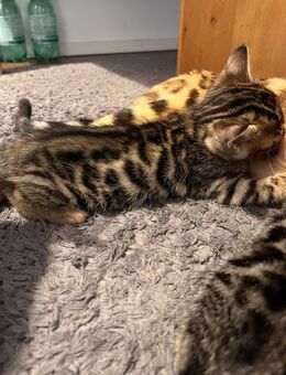 Bengal Kitten Kreuzungen - Maisach
