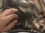 Nala und Smokey suchen ein Neues Zuhause - Iserlohn