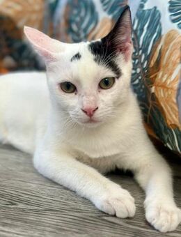 Sky 🐾 will Aufmerksamkeit - Kirchheim (München)