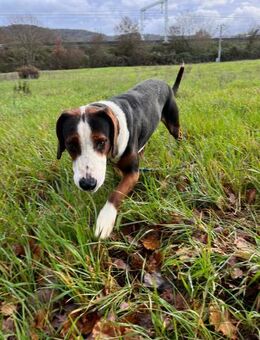 Athos sensibler Rüde bereit für Familie - Würzburg