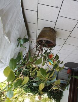 grosse Pflanze Blume Innenbereich Wintergarten - Hennef (Sieg)