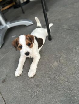 Parson Russel Terrier Welpen - Tegernheim