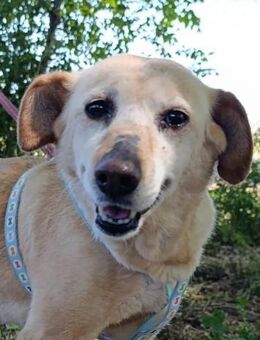 Luz, eine treue Begleiterin - Geilenkirchen